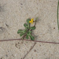 Vigna trilobata (L.) Verdc.